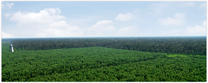 インドネシアの広大な植林地